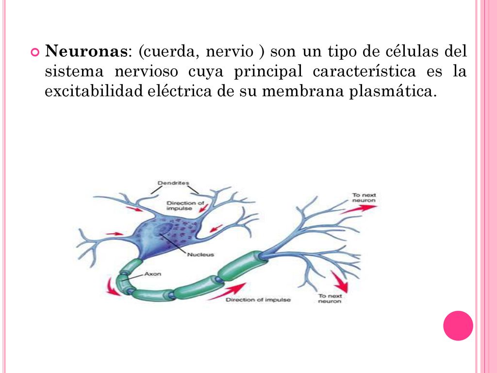 Neuronas: (cuerda, nervio ) son un tipo de células del sistema nervioso cuya principal característica es la excitabilidad eléctrica de su membrana plasmática.