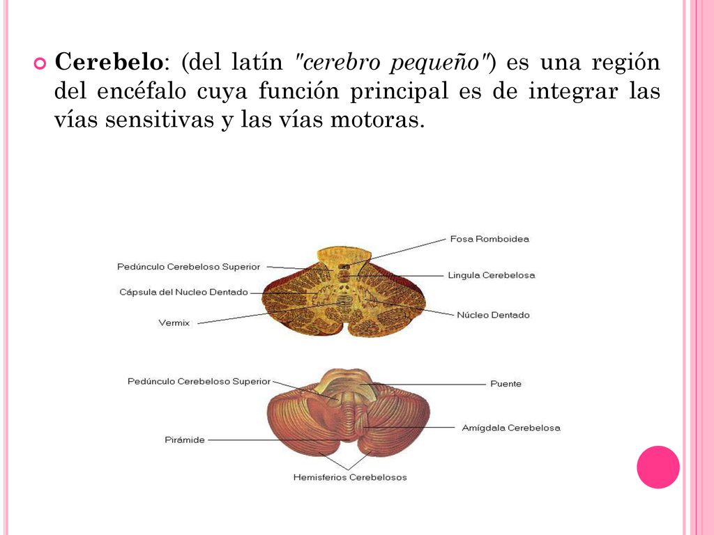 Cerebelo: (del latín cerebro pequeño ) es una región del encéfalo cuya función principal es de integrar las vías sensitivas y las vías motoras.