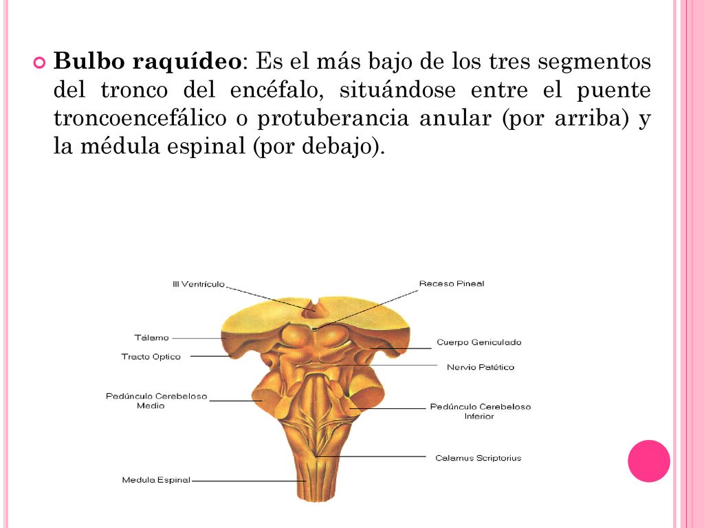 Bulbo raquídeo: Es el más bajo de los tres segmentos del tronco del encéfalo, situándose entre el puente troncoencefálico o protuberancia anular (por arriba) y la médula espinal (por debajo).