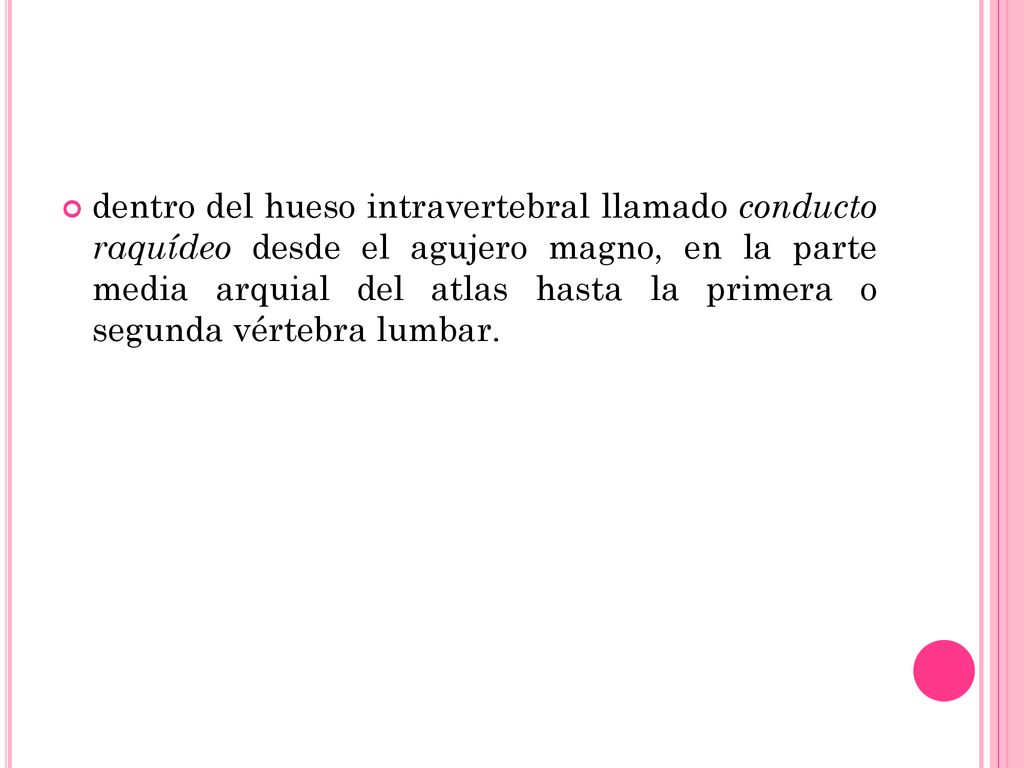 dentro del hueso intravertebral llamado conducto raquídeo desde el agujero magno, en la parte media arquial del atlas hasta la primera o segunda vértebra lumbar.