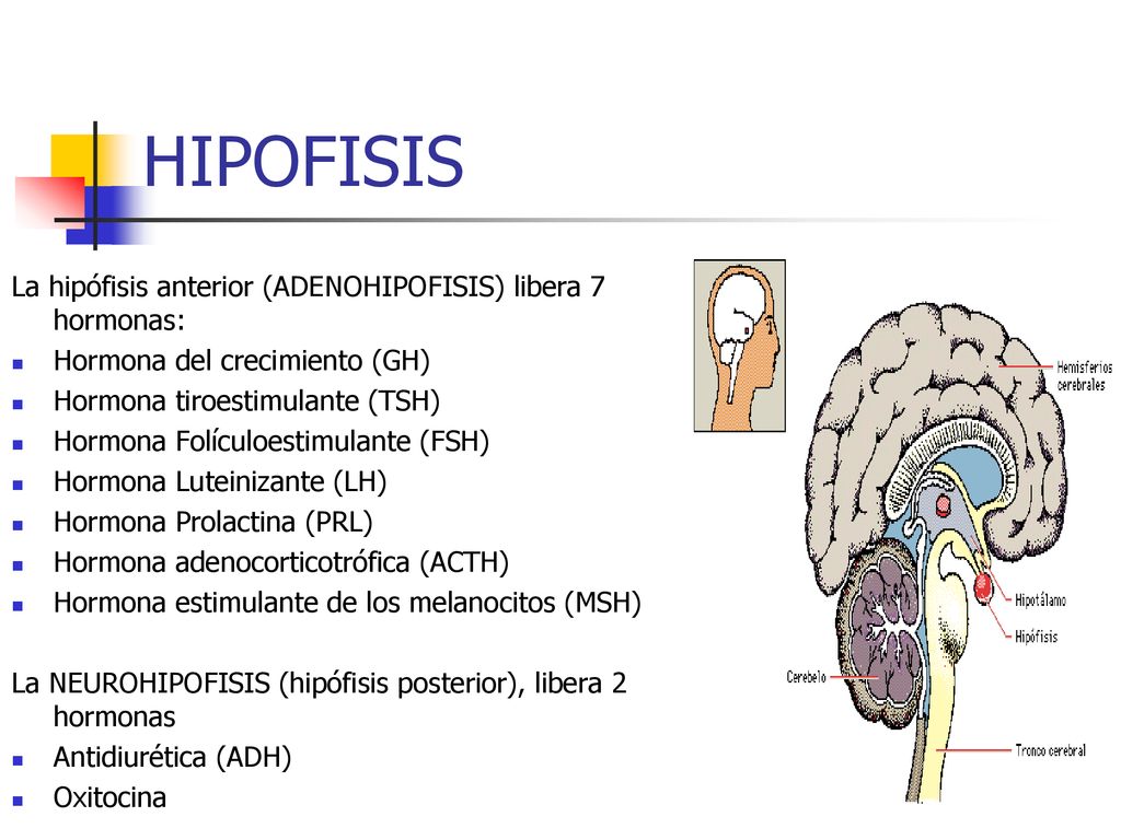 HIPOFISIS La hipófisis anterior (ADENOHIPOFISIS) libera 7 hormonas:
