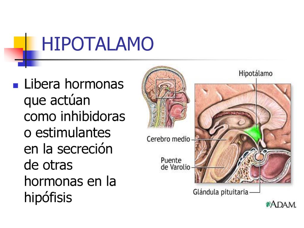 HIPOTALAMO Libera hormonas que actúan como inhibidoras o estimulantes en la secreción de otras hormonas en la hipófisis.