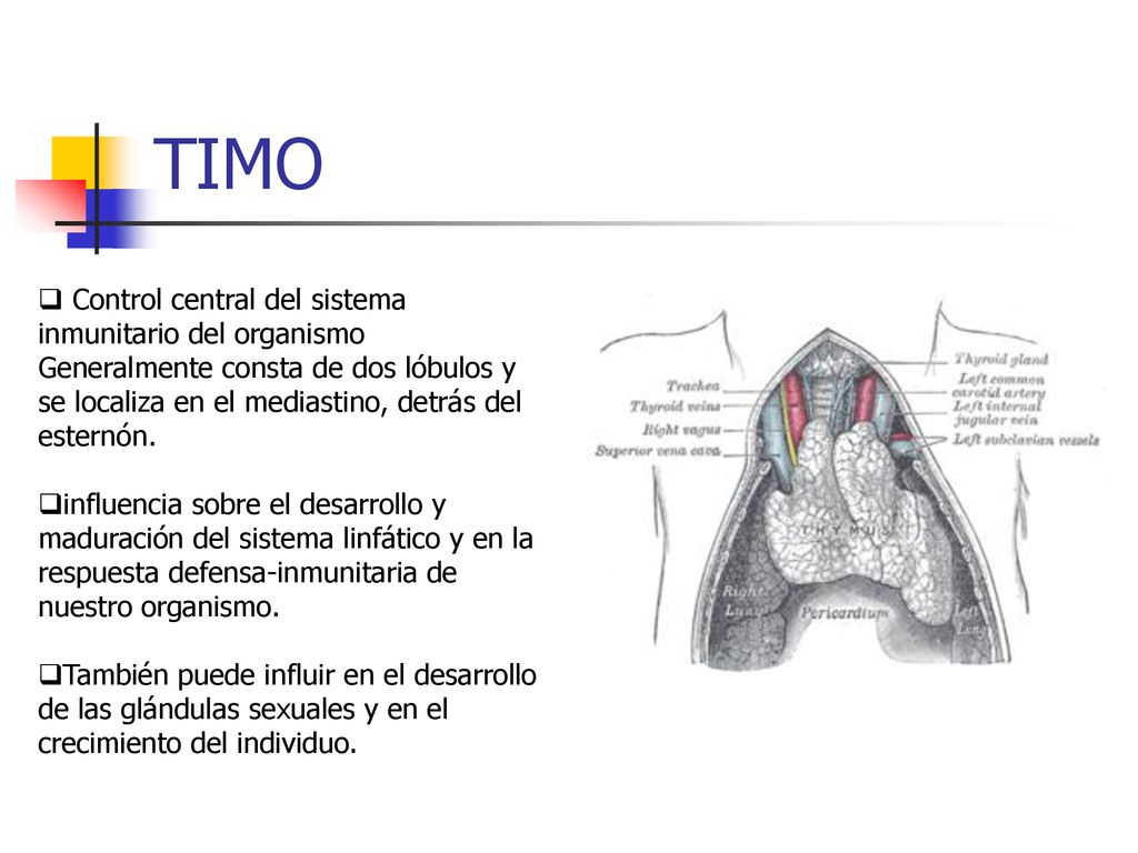 TIMO Control central del sistema inmunitario del organismo Generalmente consta de dos lóbulos y se localiza en el mediastino, detrás del esternón.