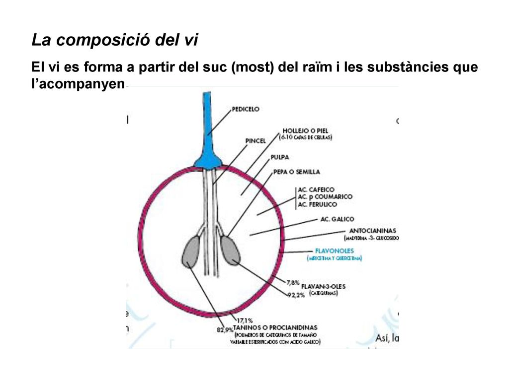 La composició del vi El vi es forma a partir del suc (most) del raïm i les substàncies que l’acompanyen.