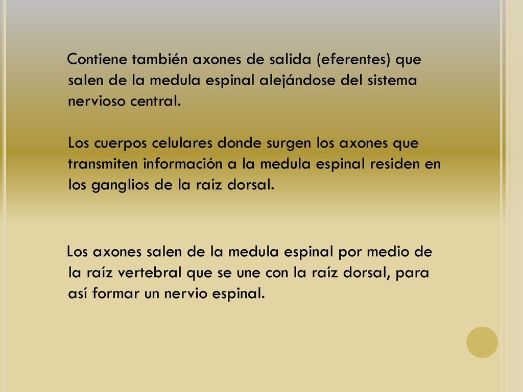 Contiene también axones de salida (eferentes) que salen de la medula espinal alejándose del sistema nervioso central. Los cuerpos celulares donde surgen los axones que transmiten información a la medula espinal residen en los ganglios de la raíz dorsal.