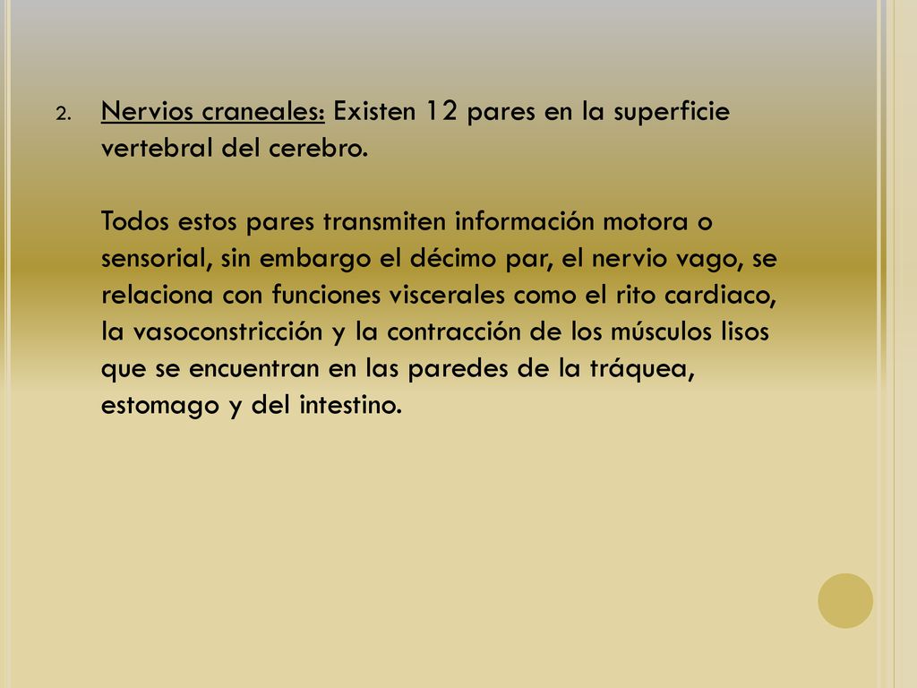 Nervios craneales: Existen 12 pares en la superficie vertebral del cerebro.