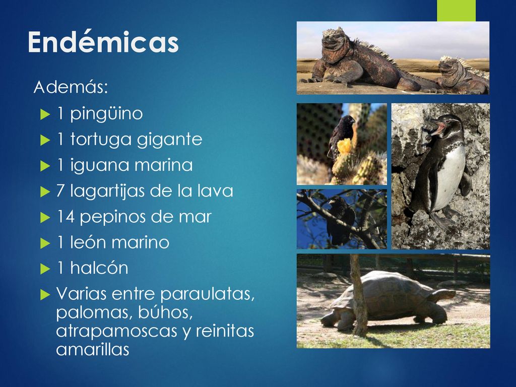 Endémicas Además: 1 pingüino 1 tortuga gigante 1 iguana marina