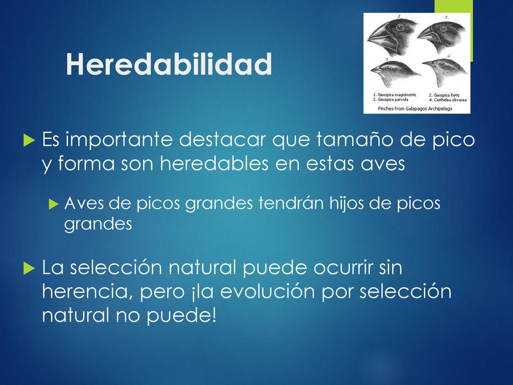 Heredabilidad Es importante destacar que tamaño de pico y forma son heredables en estas aves. Aves de picos grandes tendrán hijos de picos grandes.
