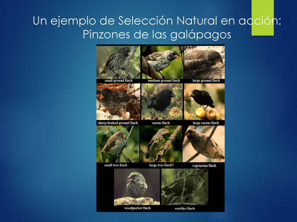 Un ejemplo de Selección Natural en acción: Pinzones de las galápagos