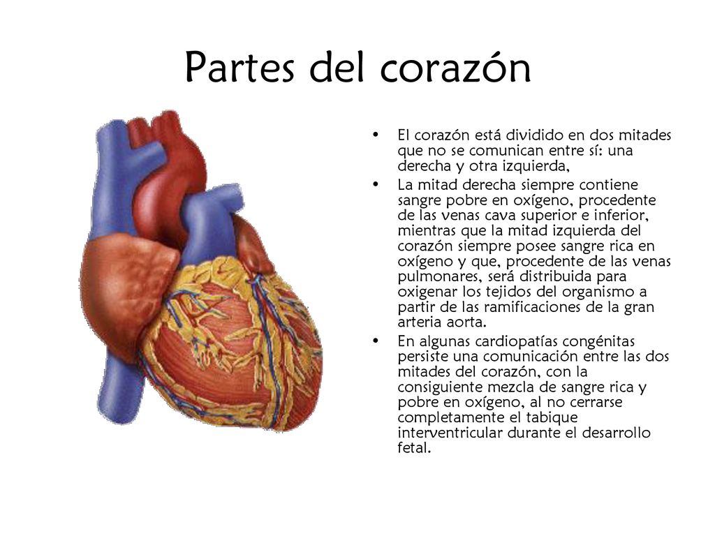 Partes del corazón El corazón está dividido en dos mitades que no se comunican entre sí: una derecha y otra izquierda,