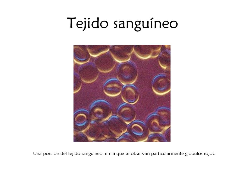 Tejido sanguíneo Una porción del tejido sanguíneo, en la que se observan particularmente glóbulos rojos.