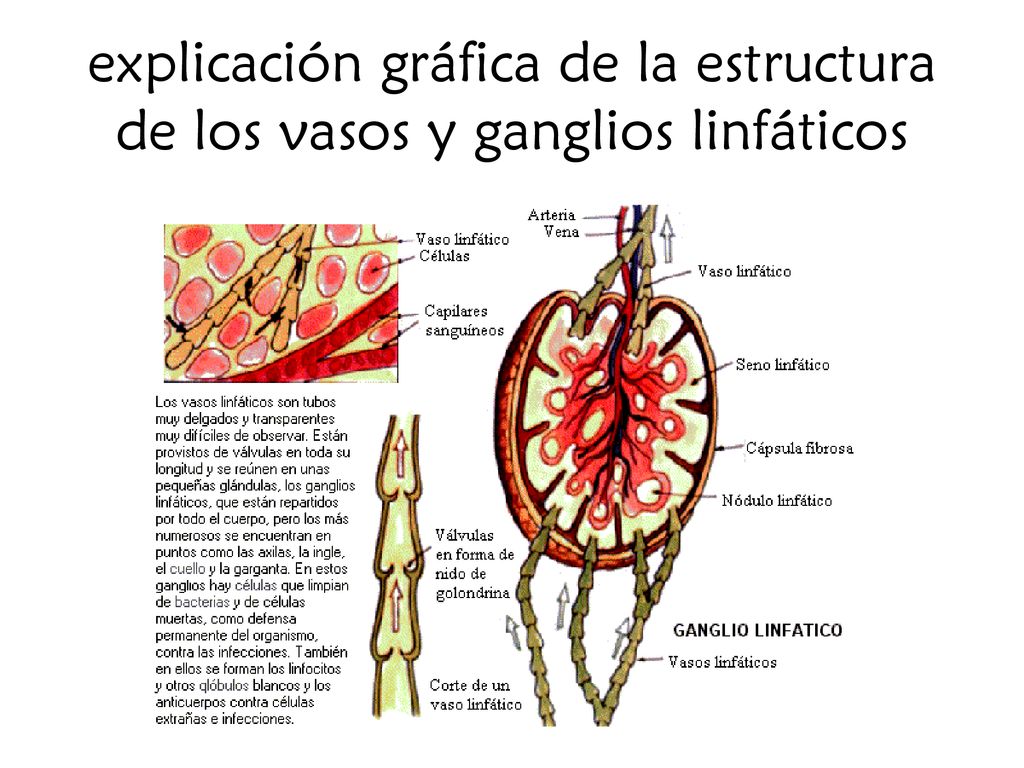 explicación gráfica de la estructura de los vasos y ganglios linfáticos