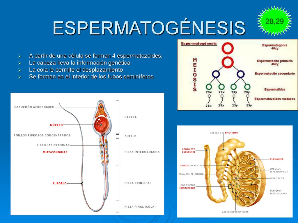 28,29 ESPERMATOGÉNESIS. A partir de una célula se forman 4 espermatozoides. La cabeza lleva la información genética.