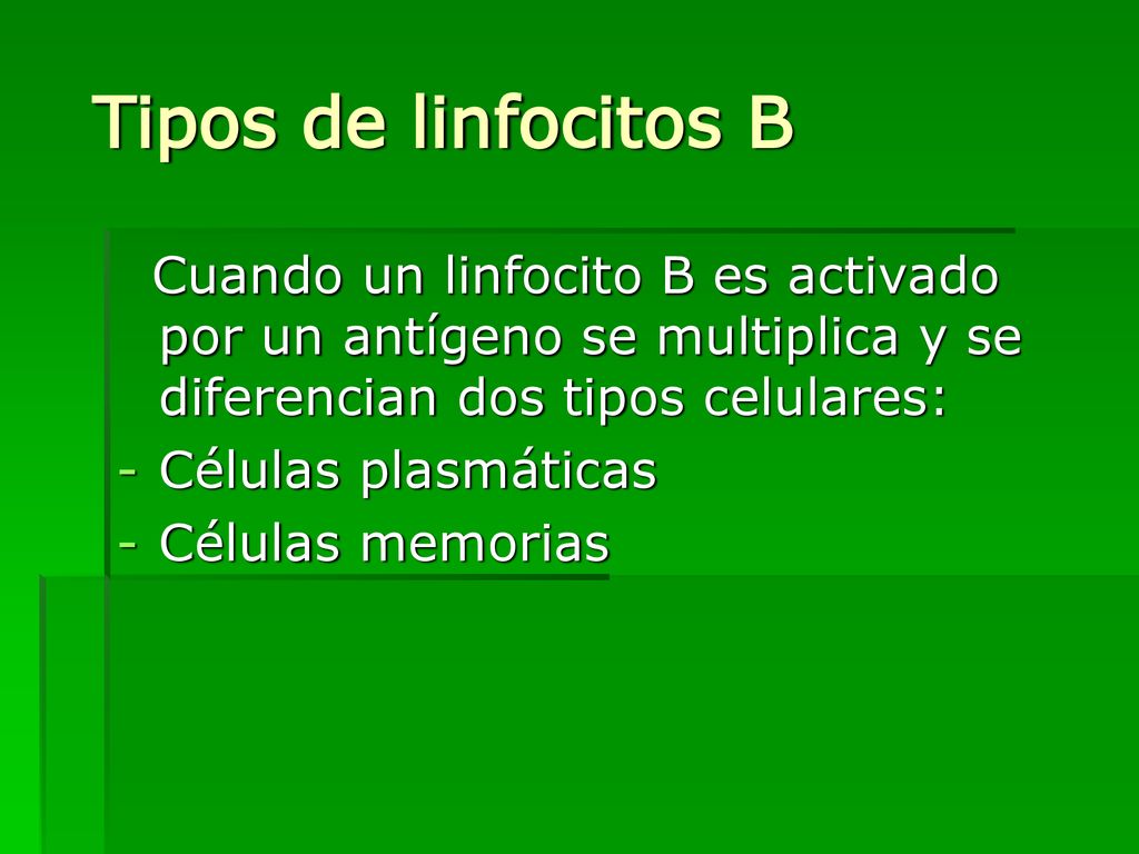 Tipos de linfocitos B Cuando un linfocito B es activado por un antígeno se multiplica y se diferencian dos tipos celulares: