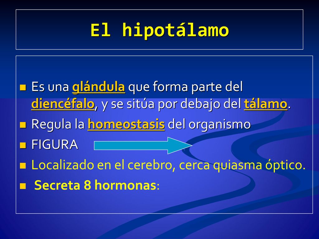 El hipotálamo Es una glándula que forma parte del diencéfalo, y se sitúa por debajo del tálamo. Regula la homeostasis del organismo.