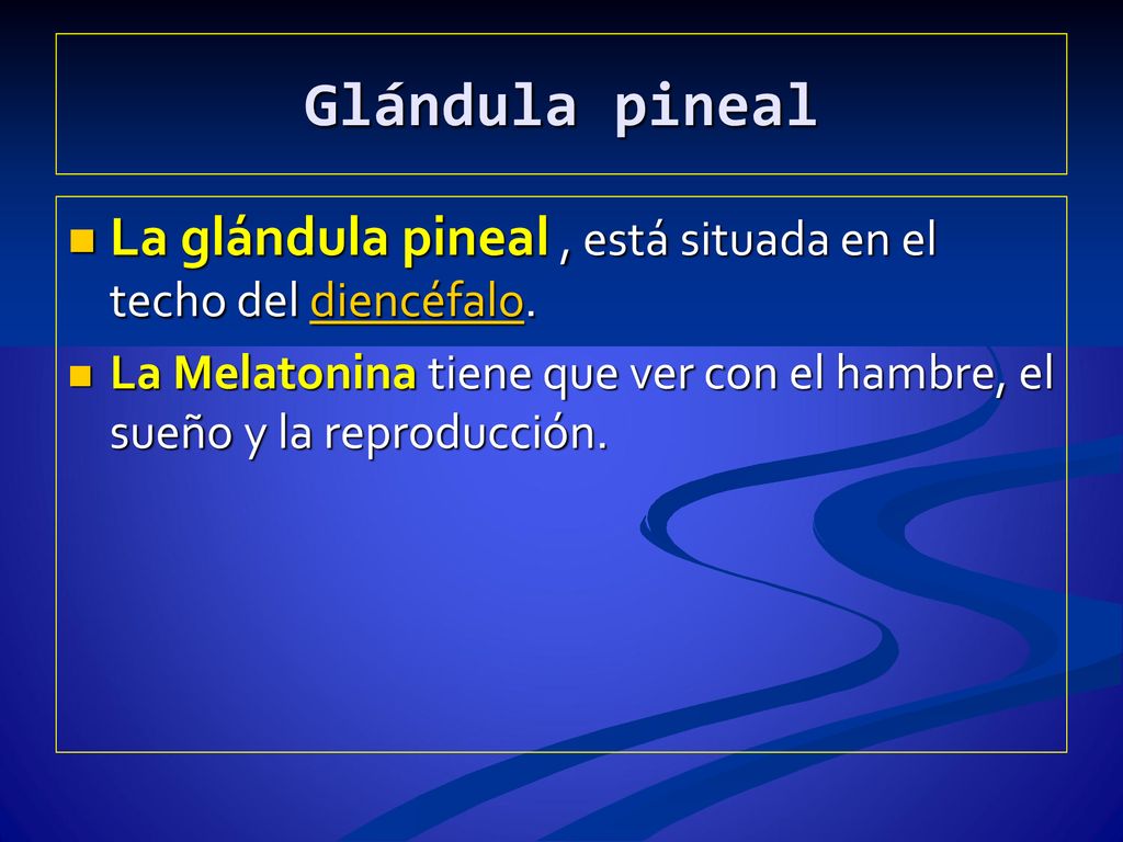 Glándula pineal La glándula pineal , está situada en el techo del diencéfalo.
