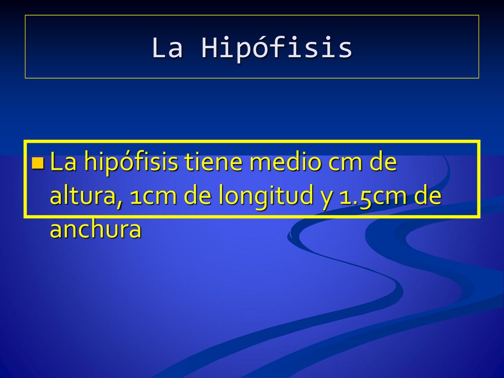 La Hipófisis La hipófisis tiene medio cm de altura, 1cm de longitud y 1.5cm de anchura