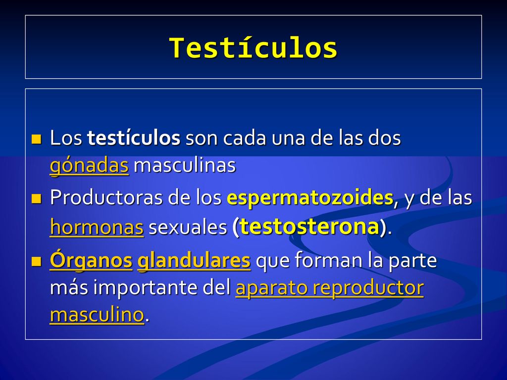 Testículos Los testículos son cada una de las dos gónadas masculinas