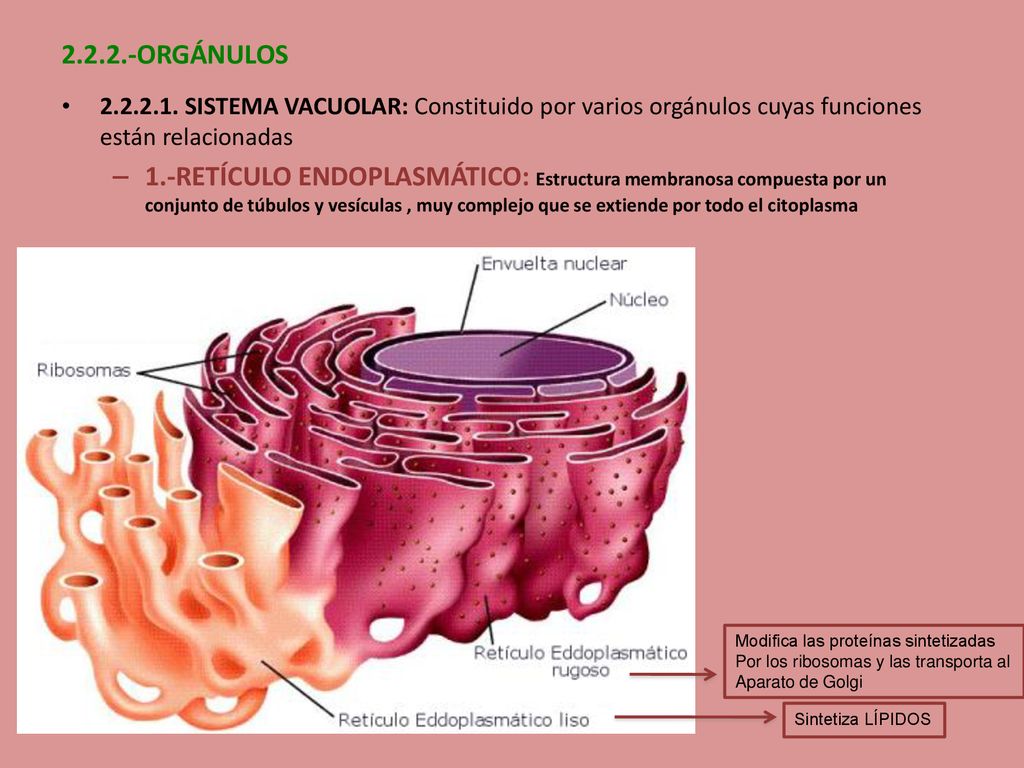 ORGÁNULOS SISTEMA VACUOLAR: Constituido por varios orgánulos cuyas funciones están relacionadas.