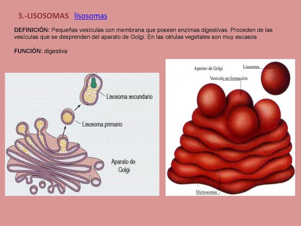 3.-LISOSOMAS lisosomas DEFINICIÓN: Pequeñas vesículas con membrana que poseen enzimas digestivas. Proceden de las.
