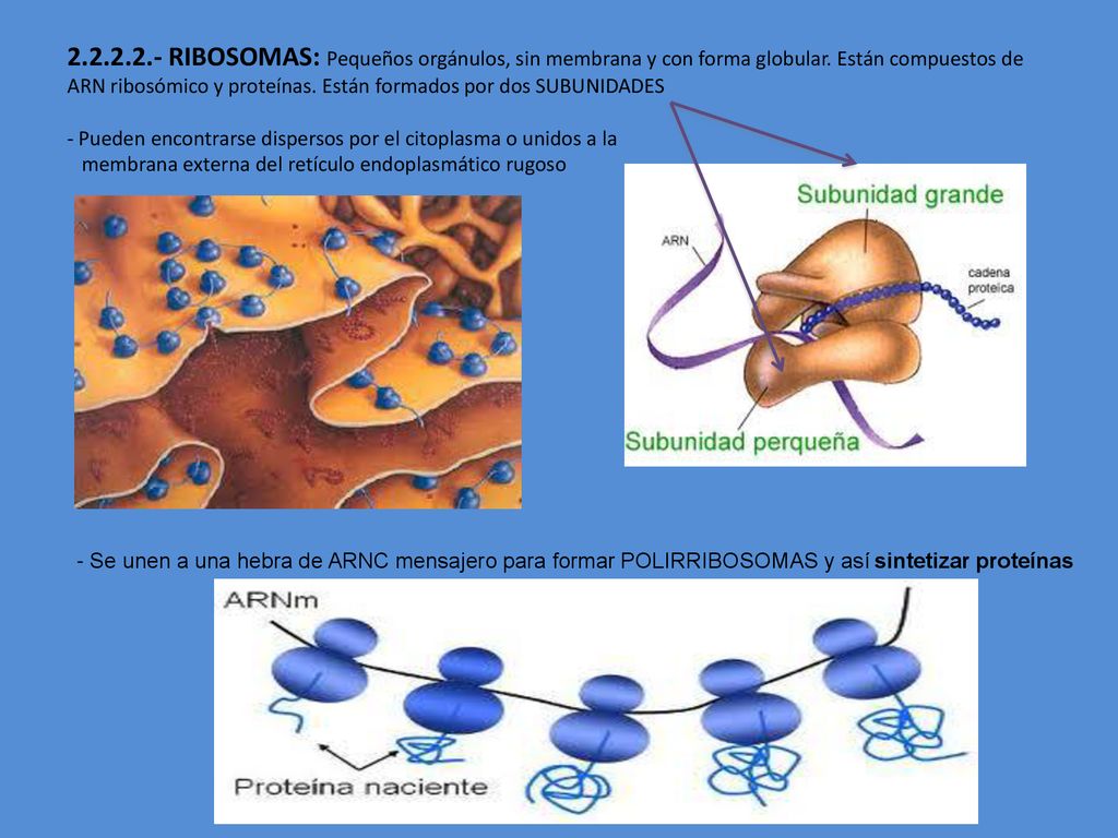 RIBOSOMAS: Pequeños orgánulos, sin membrana y con forma globular. Están compuestos de ARN ribosómico y proteínas. Están formados por dos SUBUNIDADES - Pueden encontrarse dispersos por el citoplasma o unidos a la membrana externa del retículo endoplasmático rugoso