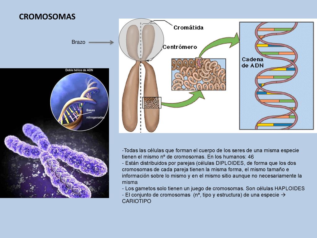 CROMOSOMAS Brazo. Todas las células que forman el cuerpo de los seres de una misma especie tienen el mismo nº de cromosomas. En los humanos: 46.