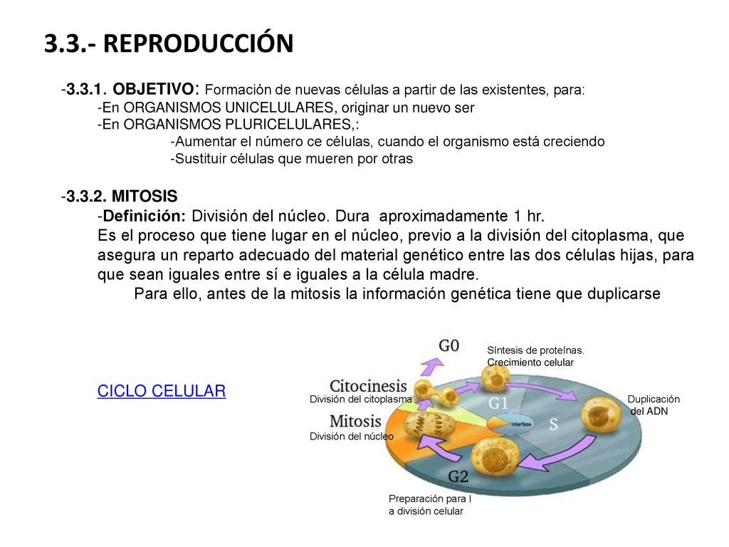 3.3.- REPRODUCCIÓN OBJETIVO: Formación de nuevas células a partir de las existentes, para: En ORGANISMOS UNICELULARES, originar un nuevo ser.