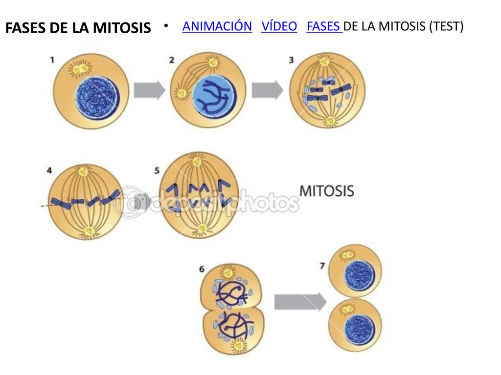 FASES DE LA MITOSIS ANIMACIÓN VÍDEO FASES DE LA MITOSIS (TEST)