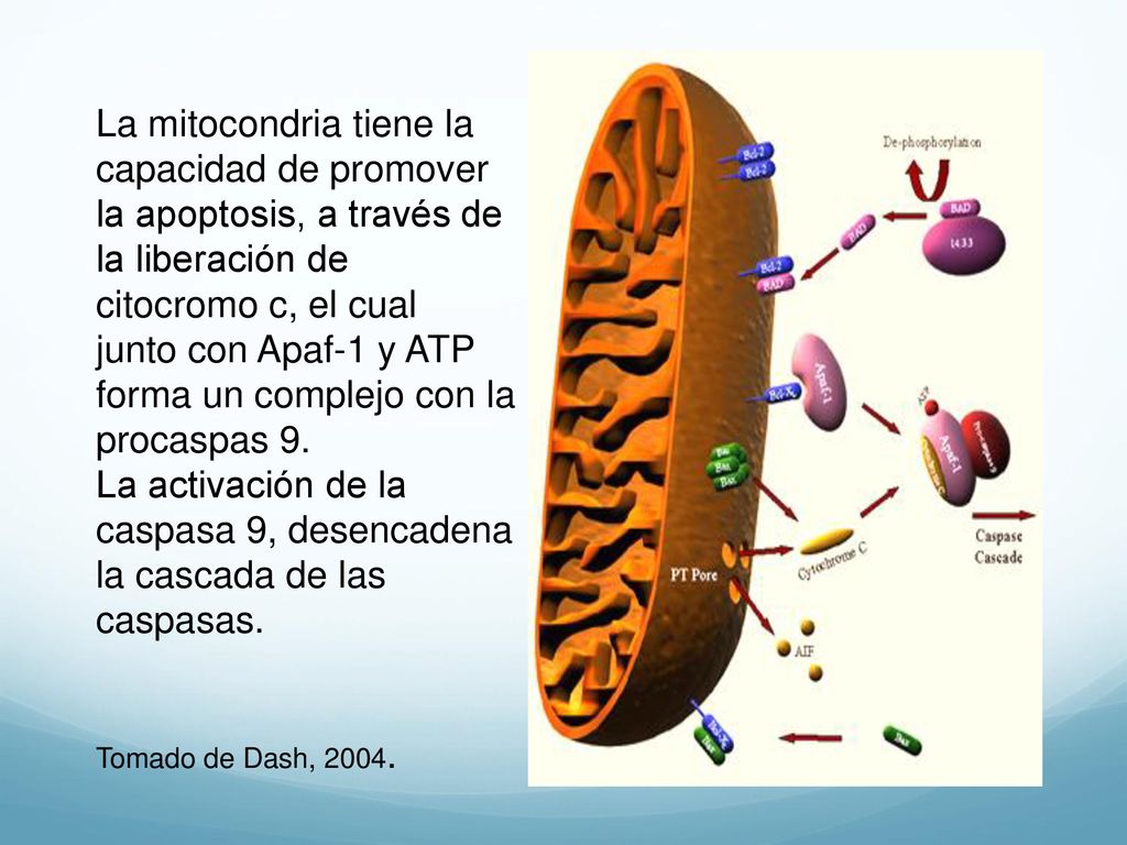 La activación de la caspasa 9, desencadena la cascada de las caspasas.