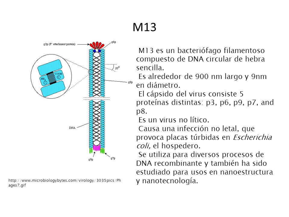 M13 M13 es un bacteriófago filamentoso compuesto de DNA circular de hebra sencilla. Es alrededor de 900 nm largo y 9nm en diámetro.