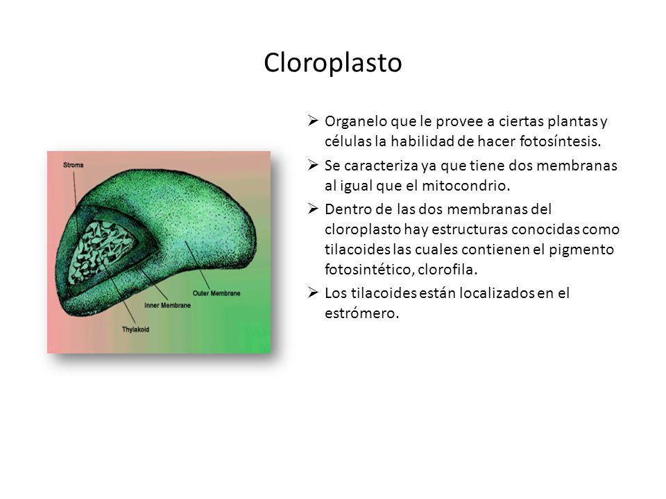Cloroplasto Organelo que le provee a ciertas plantas y células la habilidad de hacer fotosíntesis.