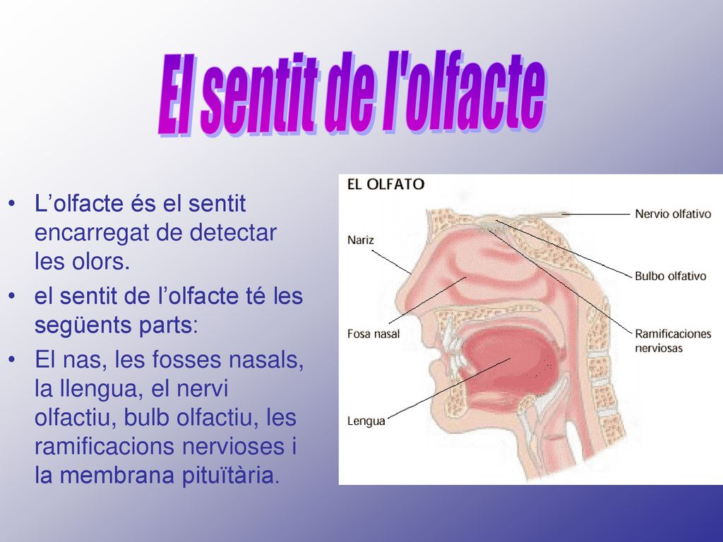 El sentit de l olfacte L’olfacte és el sentit encarregat de detectar les olors. el sentit de l’olfacte té les següents parts: