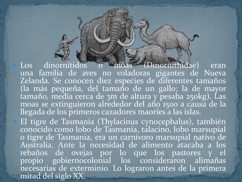 Los dinornítidos o moas (Dinornithidae) eran una familia de aves no voladoras gigantes de Nueva Zelanda. Se conocen diez especies de diferentes tamaños (la más pequeña, del tamaño de un gallo; la de mayor tamaño, medía cerca de 3m de altura y pesaba 250kg). Las moas se extinguieron alrededor del año 1500 a causa de la llegada de los primeros cazadores maoríes a las islas.