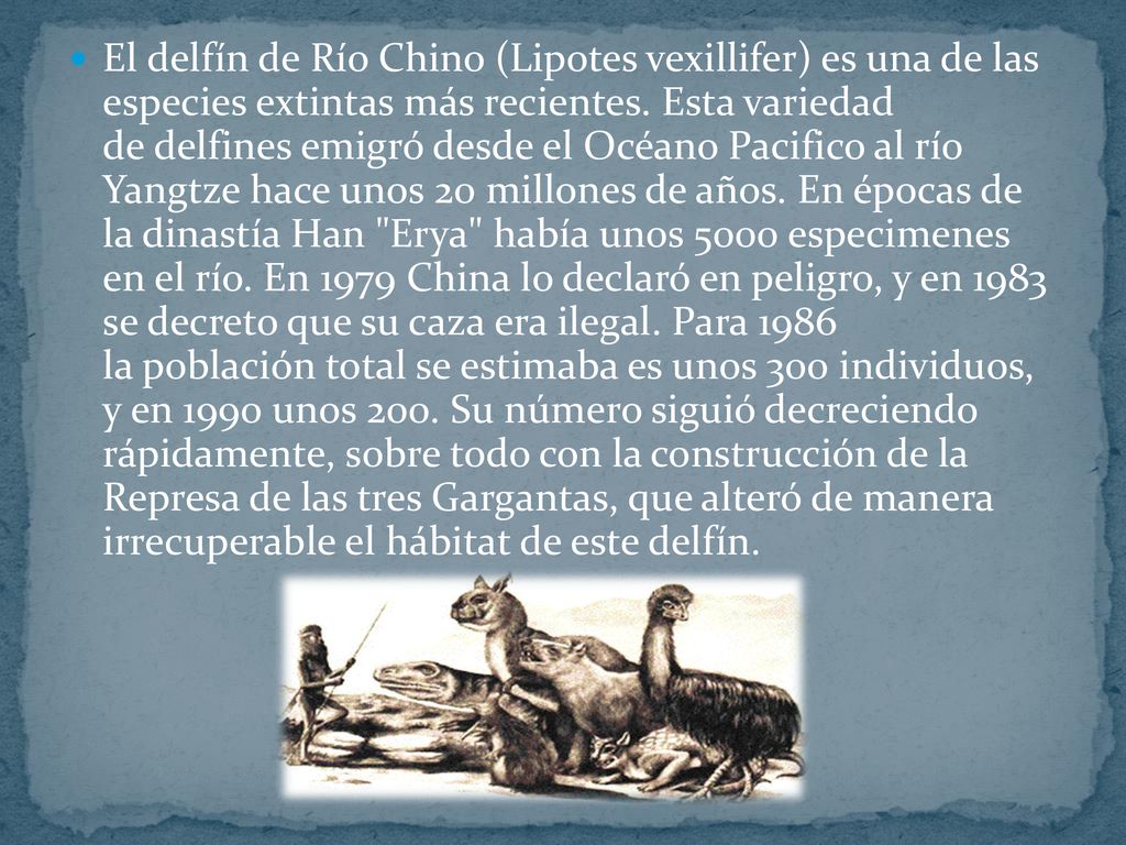 El delfín de Río Chino (Lipotes vexillifer) es una de las especies extintas más recientes.
