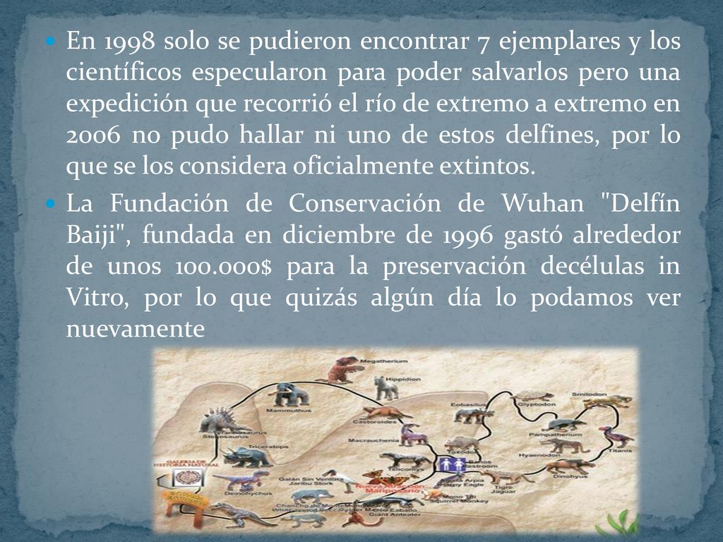 En 1998 solo se pudieron encontrar 7 ejemplares y los científicos especularon para poder salvarlos pero una expedición que recorrió el río de extremo a extremo en 2006 no pudo hallar ni uno de estos delfines, por lo que se los considera oficialmente extintos.