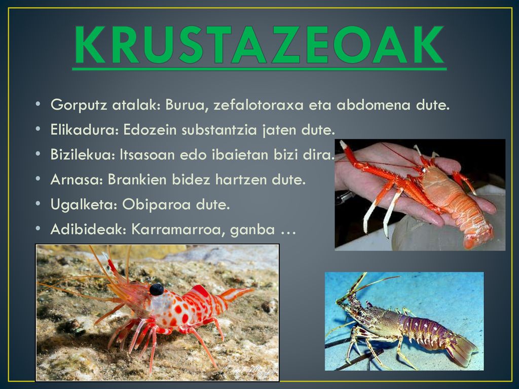 KRUSTAZEOAK Gorputz atalak: Burua, zefalotoraxa eta abdomena dute.
