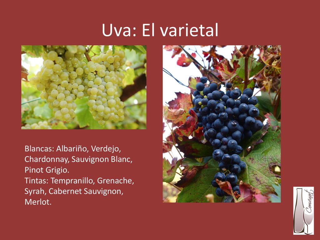 Uva: El varietal Blancas: Albariño, Verdejo, Chardonnay, Sauvignon Blanc, Pinot Grigio.