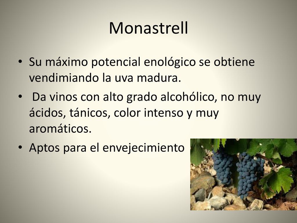 Monastrell Su máximo potencial enológico se obtiene vendimiando la uva madura.