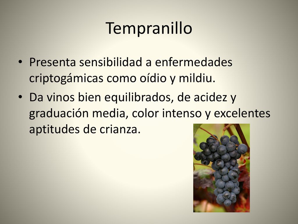 Tempranillo Presenta sensibilidad a enfermedades criptogámicas como oídio y mildiu.