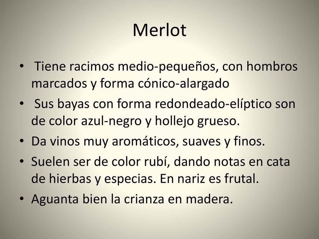 Merlot Tiene racimos medio-pequeños, con hombros marcados y forma cónico-alargado.