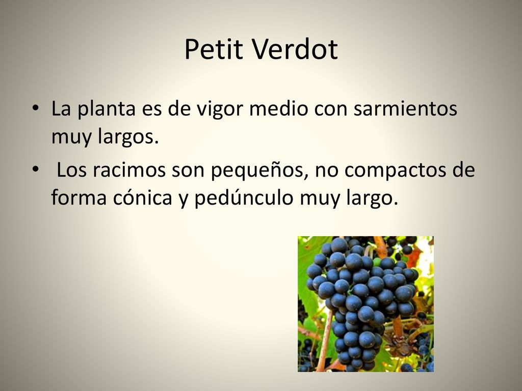 Petit Verdot La planta es de vigor medio con sarmientos muy largos.