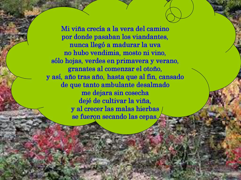Mi viña crecía a la vera del camino por donde pasaban los viandantes,