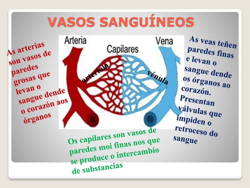 VASOS SANGUÍNEOS As veas teñen paredes finas e levan o sangue dende os órganos ao corazón. Presentan válvulas que impiden o retroceso do sangue.