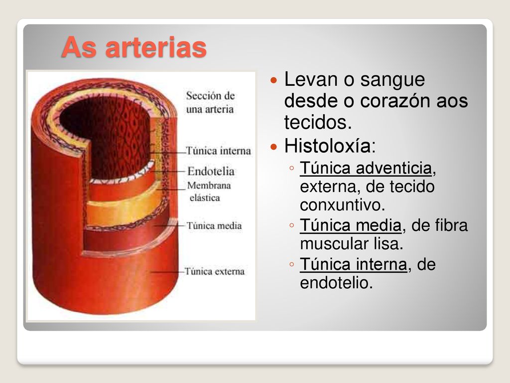 As arterias Levan o sangue desde o corazón aos tecidos. Histoloxía: