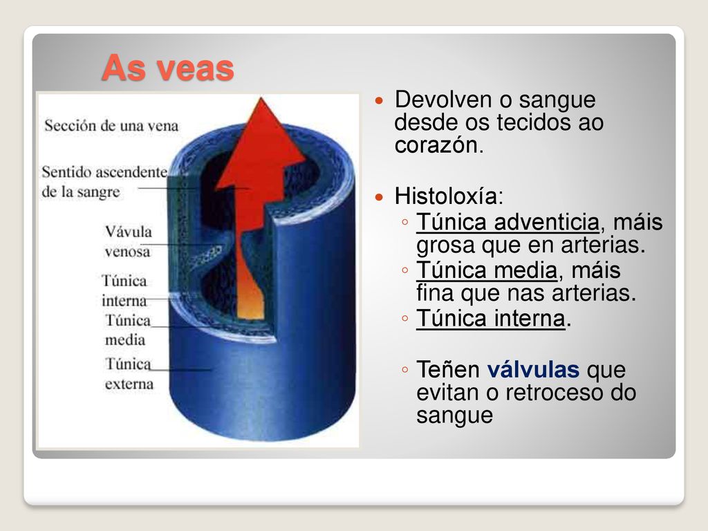 As veas Devolven o sangue desde os tecidos ao corazón. Histoloxía: