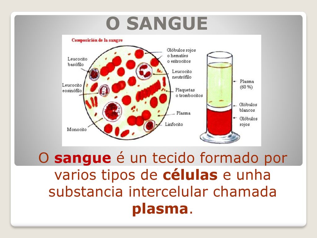 O SANGUE O sangue é un tecido formado por varios tipos de células e unha substancia intercelular chamada plasma.
