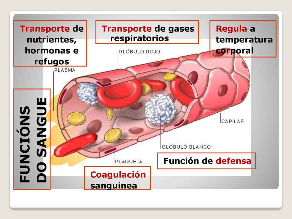 FUNCIÓNS DO SANGUE Transporte de nutrientes, hormonas e refugos