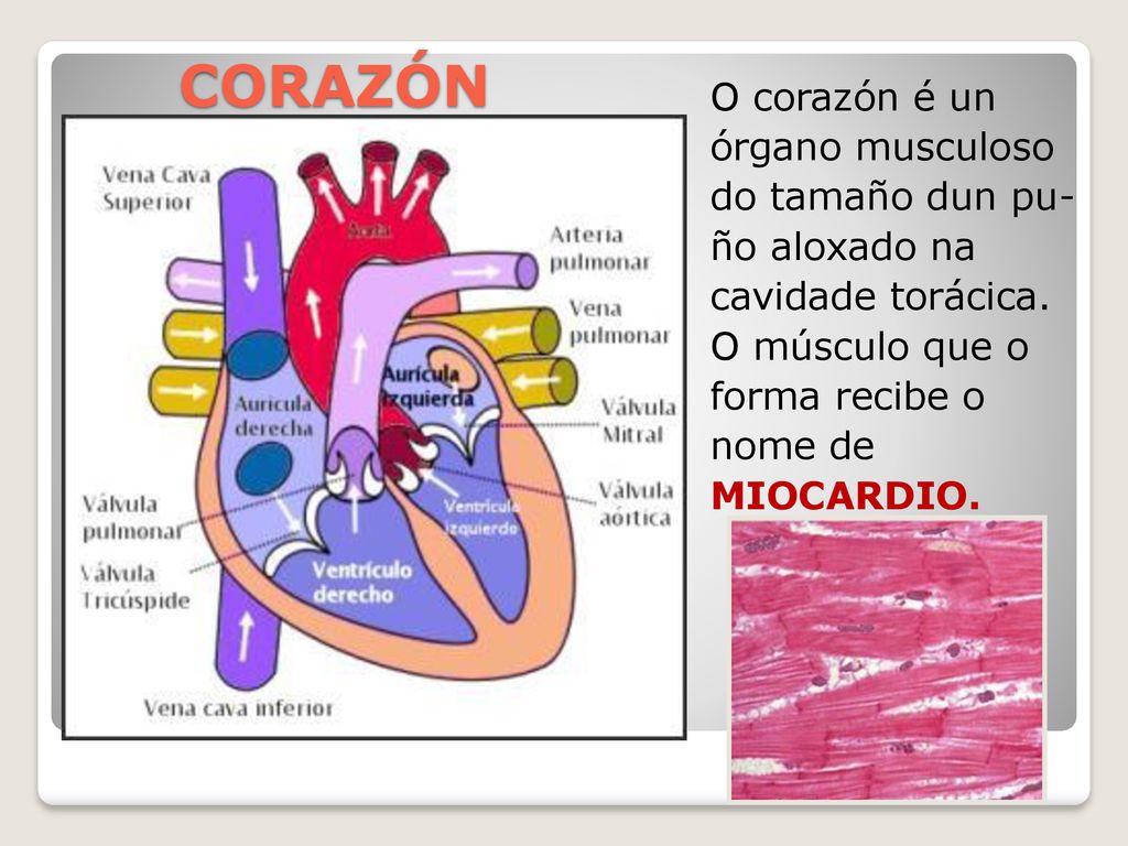 CORAZÓN O corazón é un órgano musculoso do tamaño dun pu-