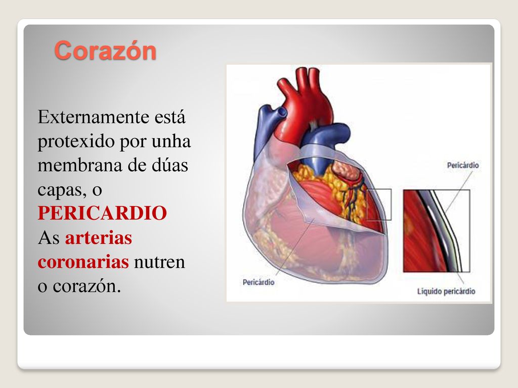 Corazón Externamente está protexido por unha membrana de dúas capas, o