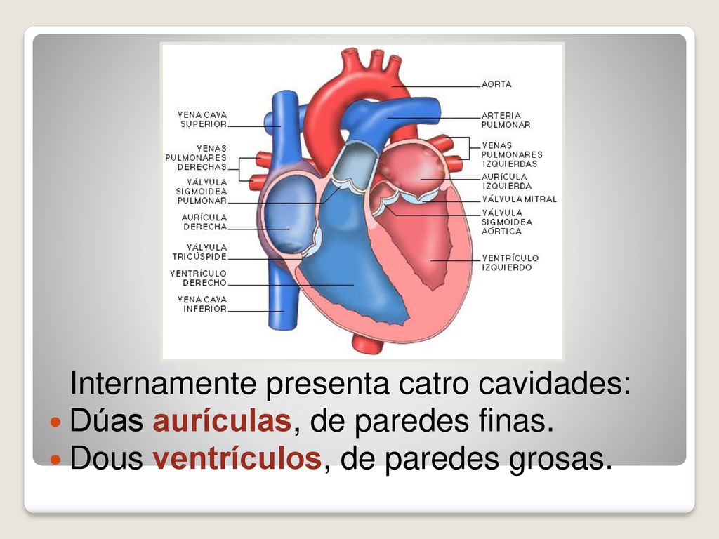 Dúas aurículas, de paredes finas. Dous ventrículos, de paredes grosas.